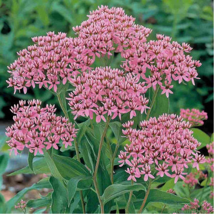 flowers that attract butterflies