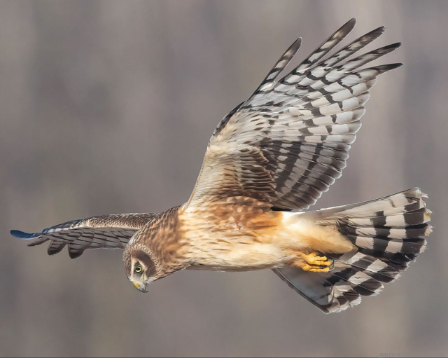 florida birds of prey