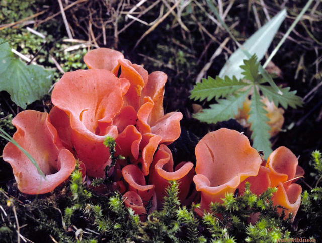 colorful mushrooms​