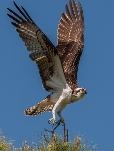 florida birds of prey