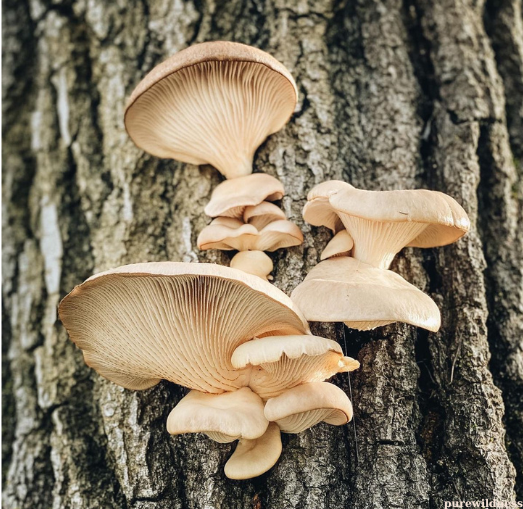 mushrooms from trees​
