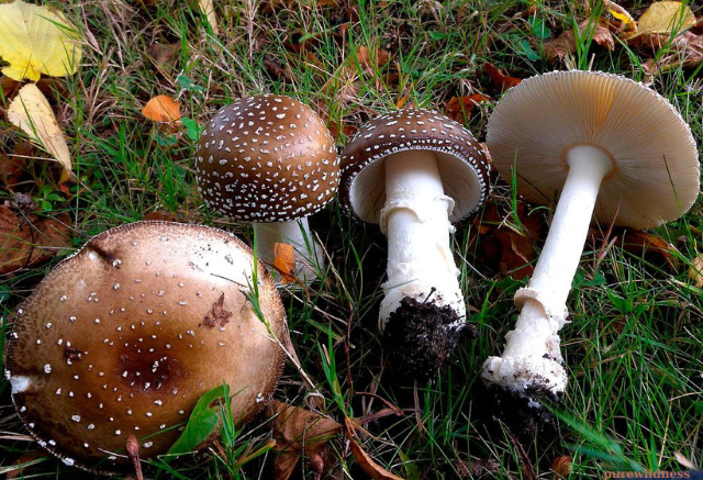 colorful mushrooms​