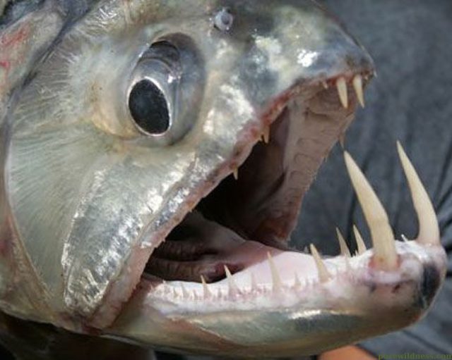 fish with big teeth​