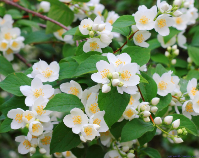 tree with white flowers​