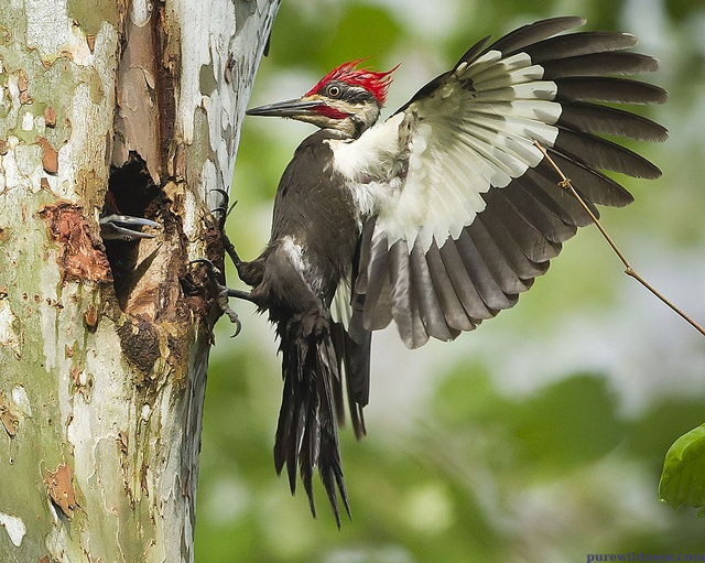 north carolina birds