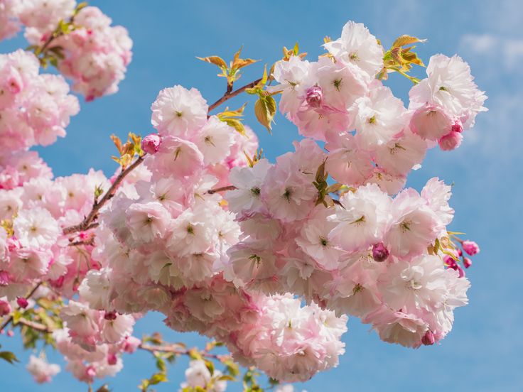 trees with pink flowers​