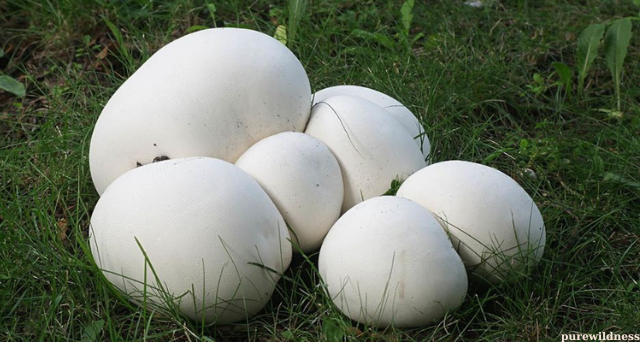 mushrooms growing lawn