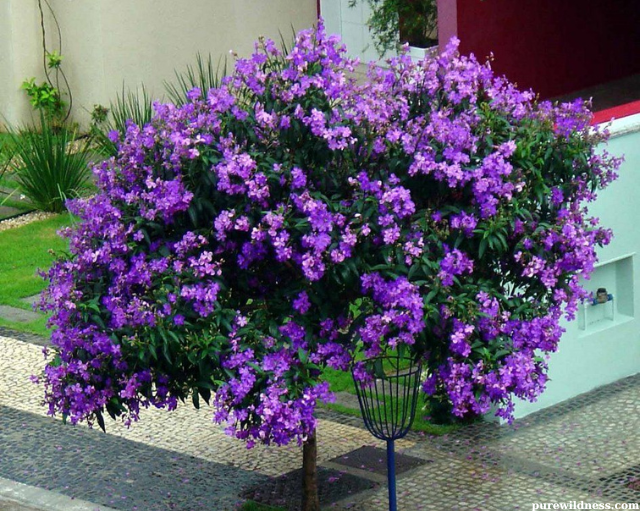 flowering tree with purple flowers
