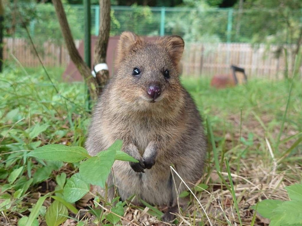 animals that look like beavers