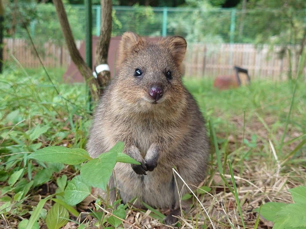 animals that look like beavers