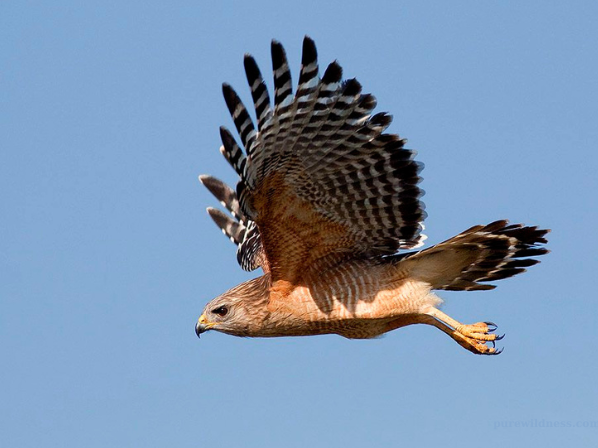 florida birds of prey