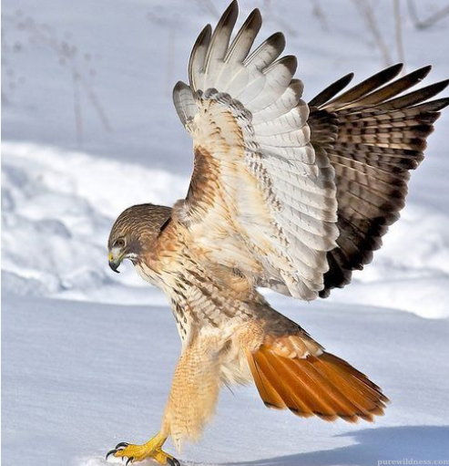 florida birds of prey