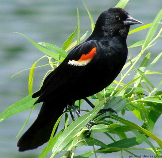 north carolina birds