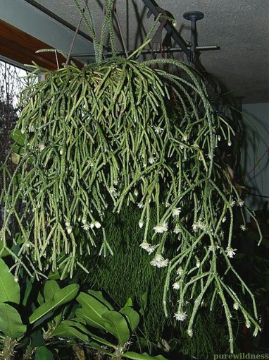 types of spider plants