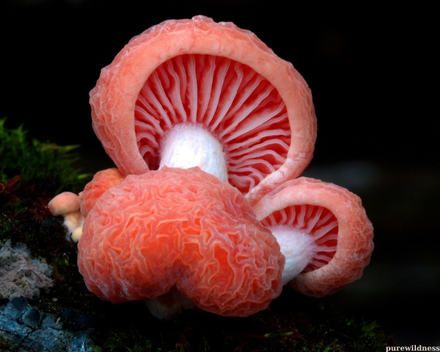 colorful mushrooms​