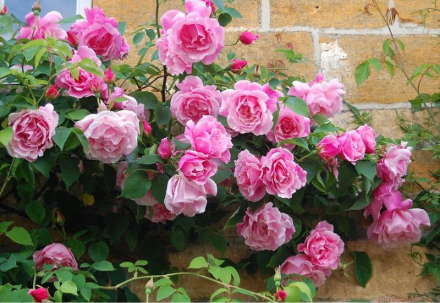 trees with pink flowers​