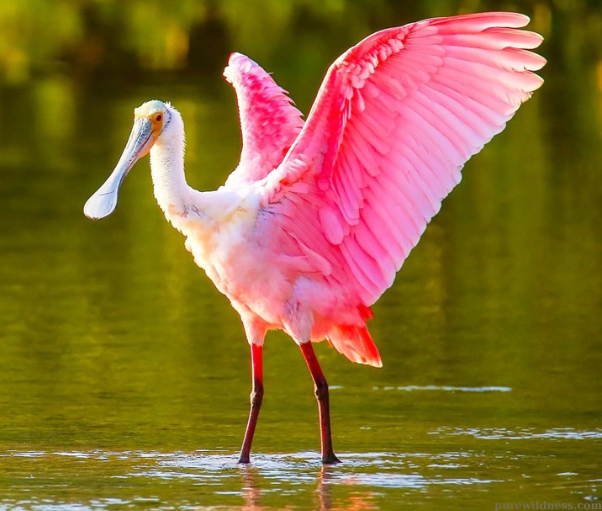 birds with long beaks​