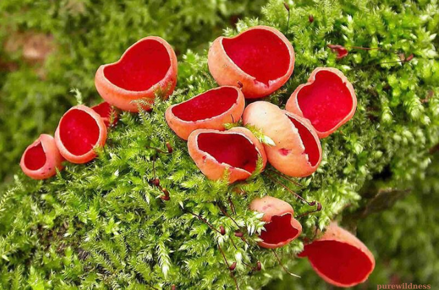 colorful mushrooms​