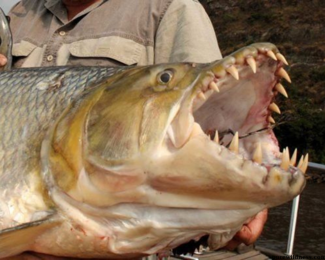 fish with big teeth​