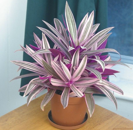 types of spider plants