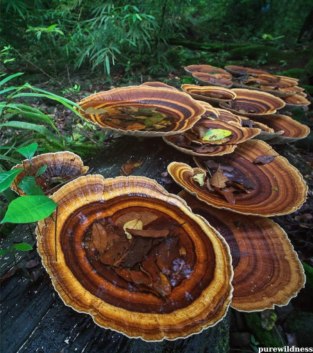 mushrooms from trees​