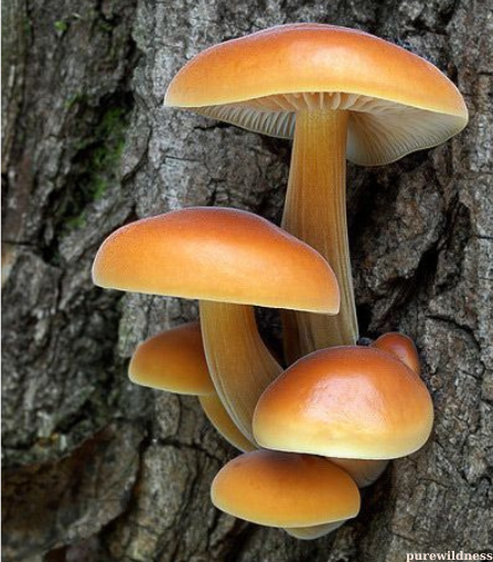 mushrooms from trees​