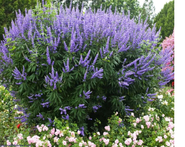 flowering tree with purple flowers