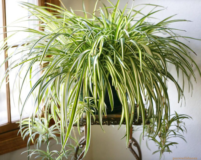 types of spider plants