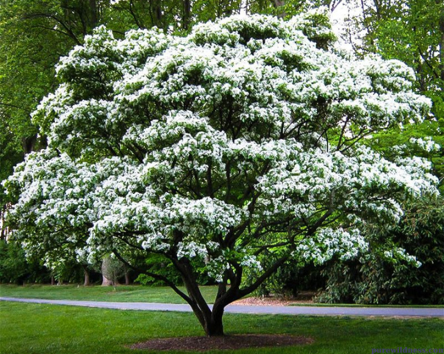 tree with white flowers​