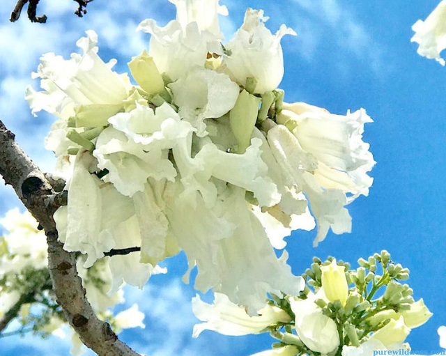 tree with white flowers​