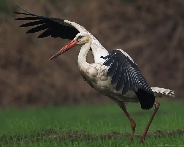 birds with long beaks​