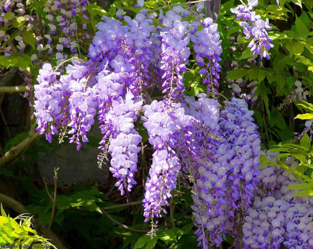 flowering tree with purple flowers