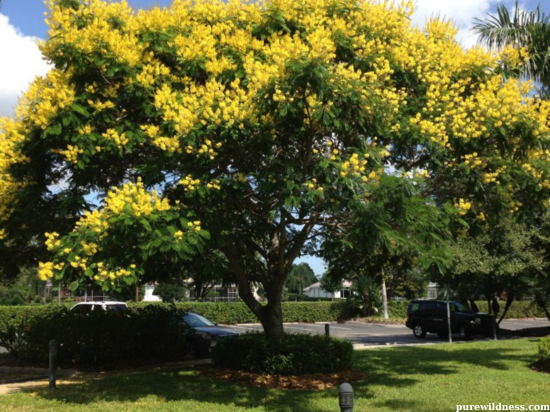 tree with yellow flowers​