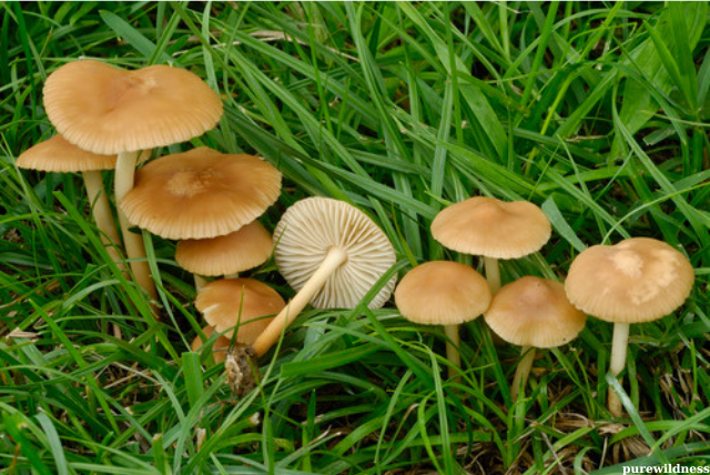 mushrooms growing lawn