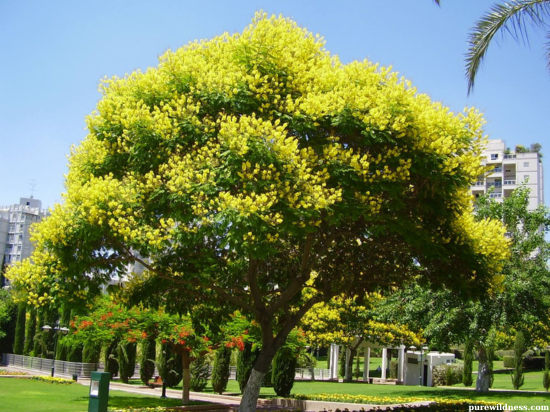 tree with yellow flowers​