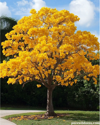 tree with yellow flowers​