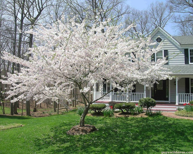 tree with white flowers​