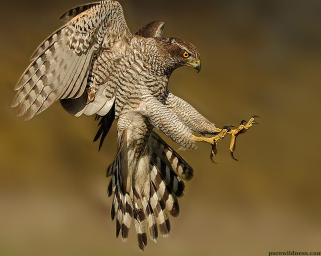 florida birds of prey